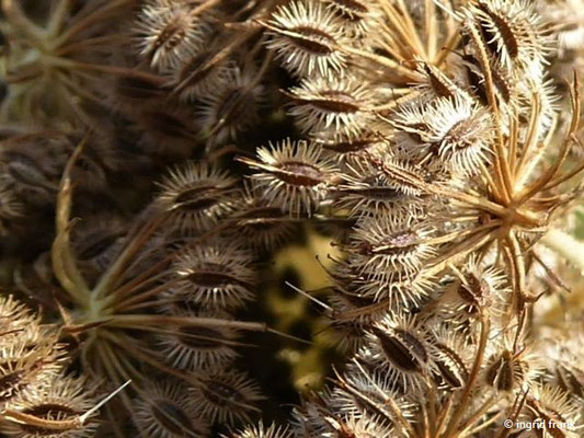 Daucus carota - Wilde Möhre