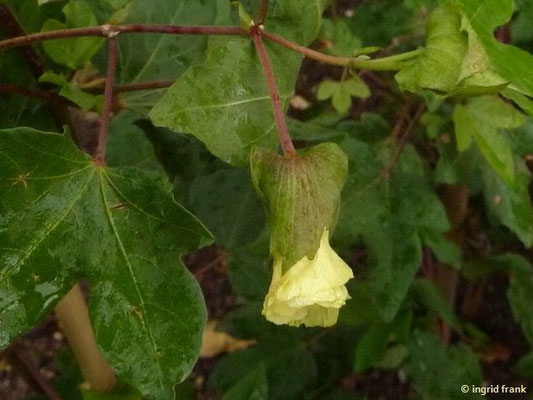 Gossypium herbaceum - Baumwolle (Botanischer Garten Universität Heidelberg)