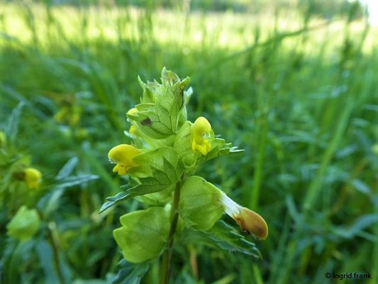 Rhinanthus minor / Kleiner Klappertopf    V-IX