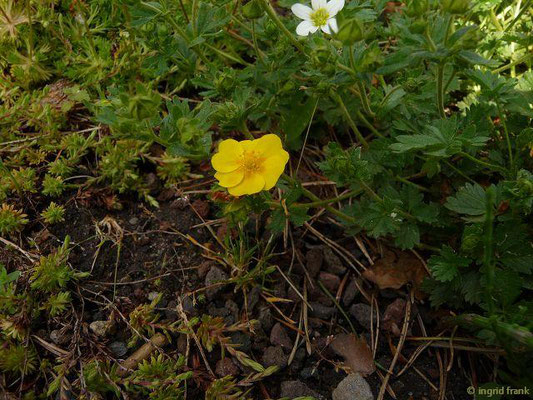 Potentilla crantzii / Zottiges Fingerkraut (Botanischer Garten Berlin)