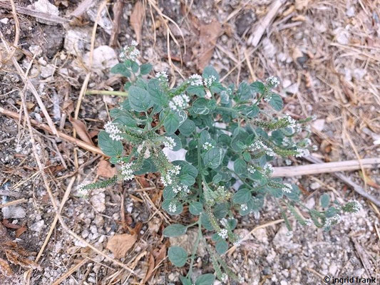 Heliotropium europaeum / Europäische Sonnenwende