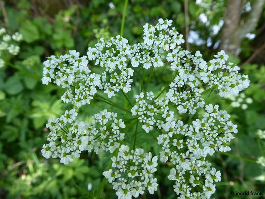 Chaerophyllum aureum / Gold-Kälberkropf  (25.05.2018; Rösslerweiher)
