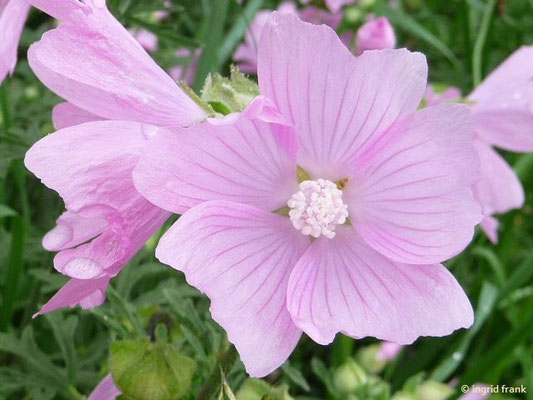 13.08.2010 - Malva alcea - Siegmarswurz