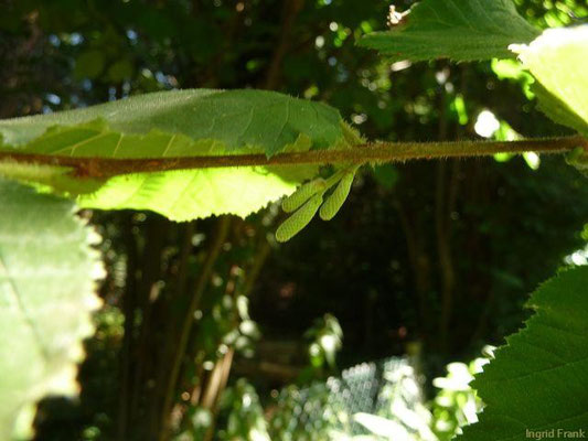 15.08.2012-Corylus avellana - Gewöhnliche Hasel, Haselnuss