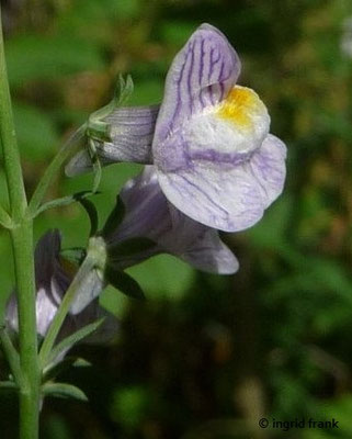 Linaria repens / Gestreiftes Leinkraut    VII-VIII
