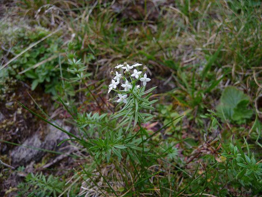 Galium anisophyllon / Ungleichblättriges Labkraut    VII-IX