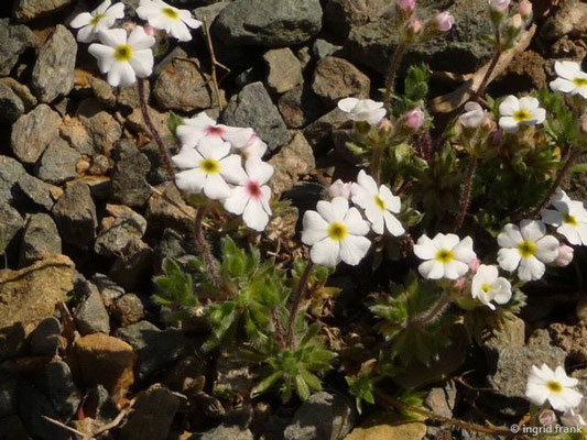 Androsace villosa - Zottiger Mannsschild