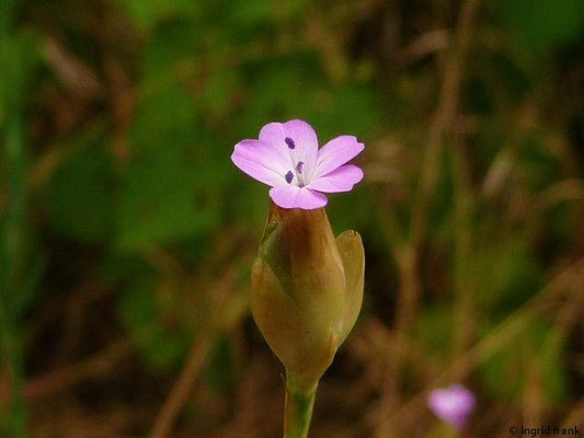 Petrorhagia prolifera - Sprossende Felsennelke