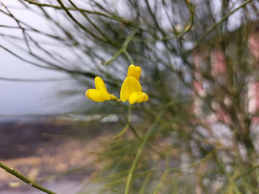 Genista aetnensis / Ätna-Ginster