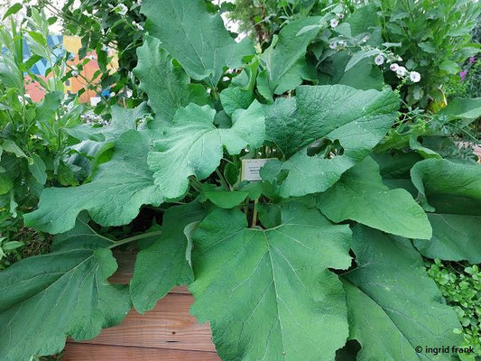 Mandragora officinarum / Gemeine Alraune, Alraunwurzel
