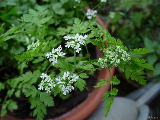 25.05.2010-Anthriscus cerefolium - Garten-Kerbel