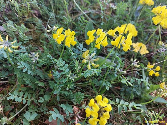 Hippocrepis comosa / Hufeisenklee (01.05.2025; Himmelsfelsen bei Eybach)