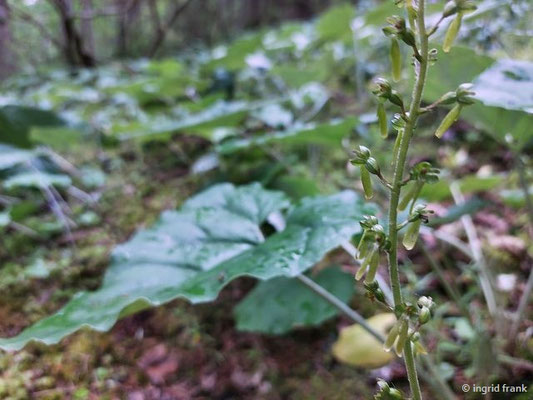 Listera ovata / Großes Zweiblatt  (27.06.2024; Steiermark, Ramsau)