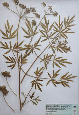 Holandrea carvifolia / Echter Kümmelhaarstrang    VI-VIII    (Herbarium Dr. Wolf von Thun)