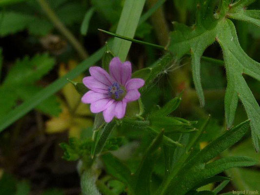 Geranium dissectum / Schlitzblättriger Storchschnabel    V-VIII