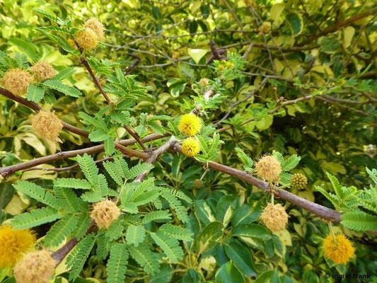 Acacia farnesiana / Duftende Akazie