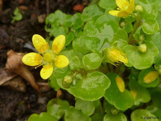 Saxifraga cymbalaria / Zymbelkraut-Steinbrech (10.05.2013; Botanischer Garten Altenburg)