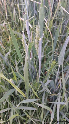 Triticum aestivum / Saat-Weizen
