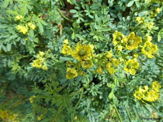 Ruta chalepensis / Gefranste Raute, Aleppo-Raute     (03.05.2019; Italien, Toskana, bei Bibbona)