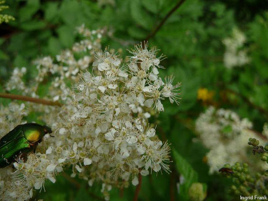 Filipendula ulmaria / Echtes Mädesüß    VI-VIII
