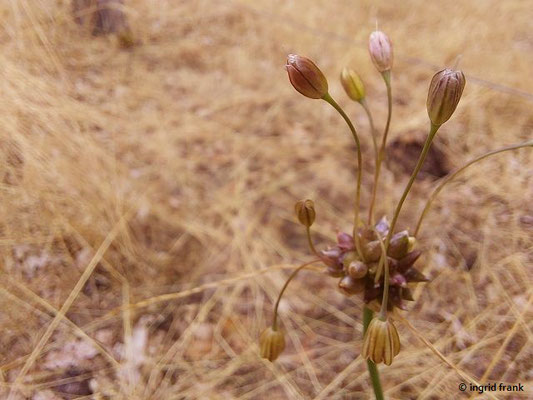 Allium oleraceum / Gemüse-Lauch    (15.07.2023; NSG Sandhausener Düne, Pflege Schönau-Galgenberg)