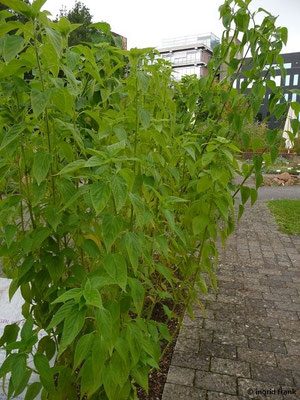 Salvia hispanica / Mexikanische Chia (15.09.2017; Botanischer Garten Universität Heidelberg)