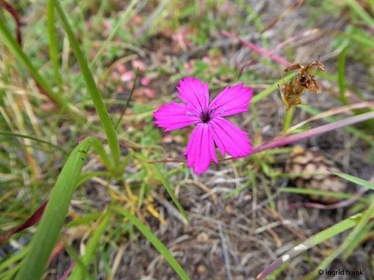 Dianthus sylvestris / Stein-Nelke
