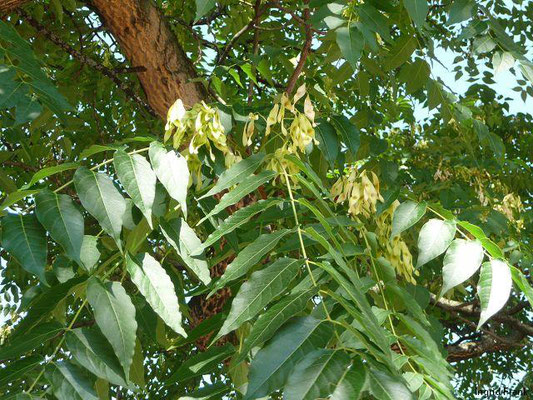 Ailanthus altissima / Drüsiger Götterbaum