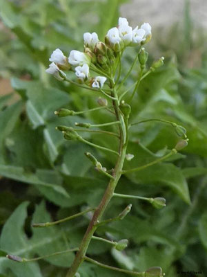 Capsella bursa-pastoris / Gewöhnliches Hirtentäschelkraut    (08.03.2020; an der Schussen bei Staig)