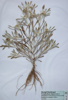 Gnaphalium uliginosum / Sumpf-Ruhrkraut   VII-VIII    (Herbarium Dr. Wolf von Thun)