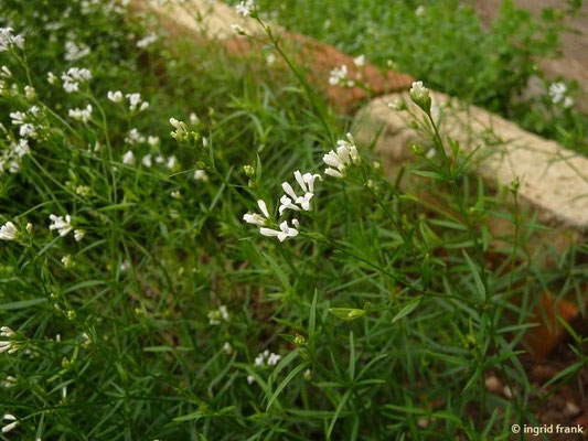 Asperula tinctoria / Färber-Meier (Botanischer Garten Leipzig)    V-VI