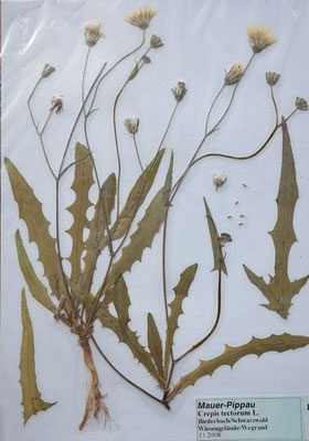 Crepis tectorum / Dach-Pippau    (07/2006; Teningen, Oberrheinebene)      (Herbarium Dr. Wolf von Thun)
