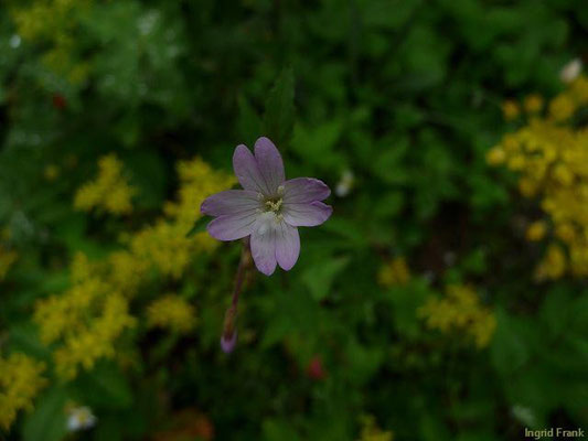 17.06.2010-Epilobium montanum - Berg-Weidenröschen