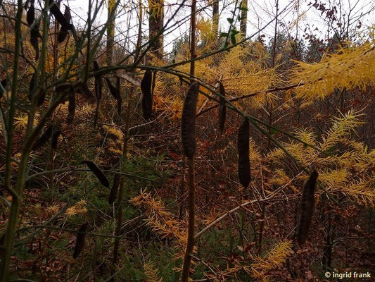 Cytisus scoparius / Besenginster    (13.11.2016; Altdorfer Wald bei Baumgarten)