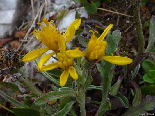 Senecio incanus ssp. carniolicus / Krainer Greiskraut    VII-IX