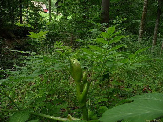 19.07.2011-Angelica sylvestris - Wilde Engelwurz