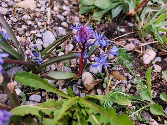 Scilla vindobonensis / Wiener Blaustern