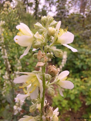 Verbascum lychnitis / Mehlige Königskerze   (15.08.2023; NSG Sandhausener Düne, Zugmantel-Bandholz)
