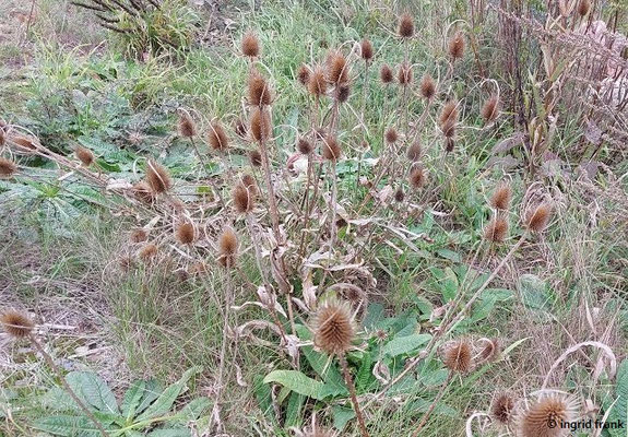 Dipsacus fullonum / Wile Karde  (17.09.2025; am Ufer der Ahr beim Kloster Calvarienberg)