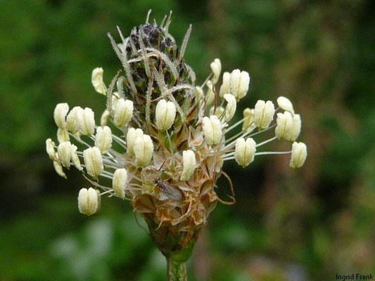 Plantago lanceolata / Spitz-Wegerich    V-IX