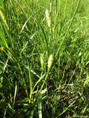 Carex hirta / Behaarte Segge    V-VI