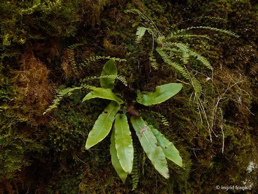 Asplenium scolopendrium / Hirschzunge