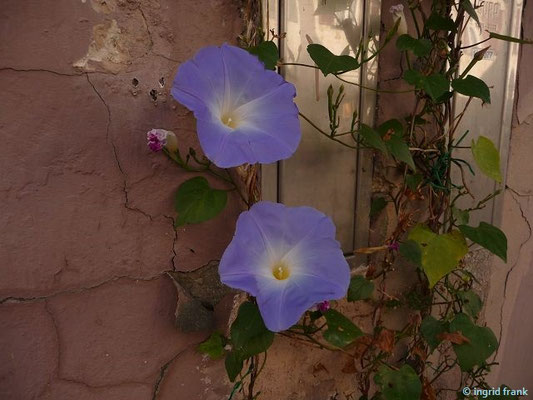 Ipomoea tricolor / Himmelblaue Prunkwinde