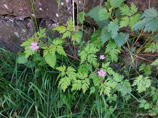 Geranium robertianum / Stinkender Storchschnabel
