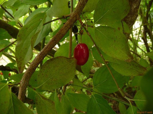 07.09.2011-Cornus mas - Kornelkirsche