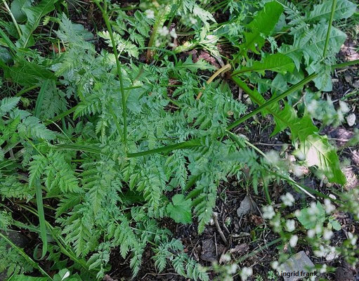 Anthriscus sylvestris / Wiesen-Kerbel