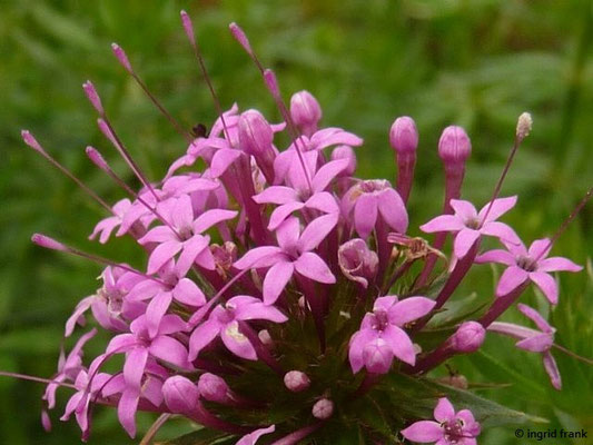 Phuopsis stylosa - Baldriangesicht, Scheinbaldrian