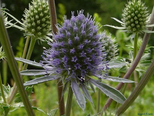 Eryngium planum - Flachblättriger Mannstreu