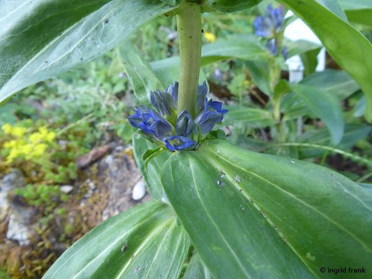Gentiana cruciata - Kreuz-Enzian  (25.06.2022; Botanischer Garten der Universität Tübingen)