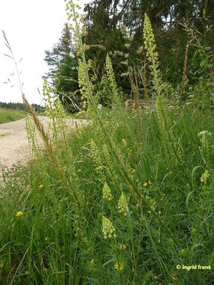 Reseda lutea / Gelbe Resede, Gelber Wau    V-IX